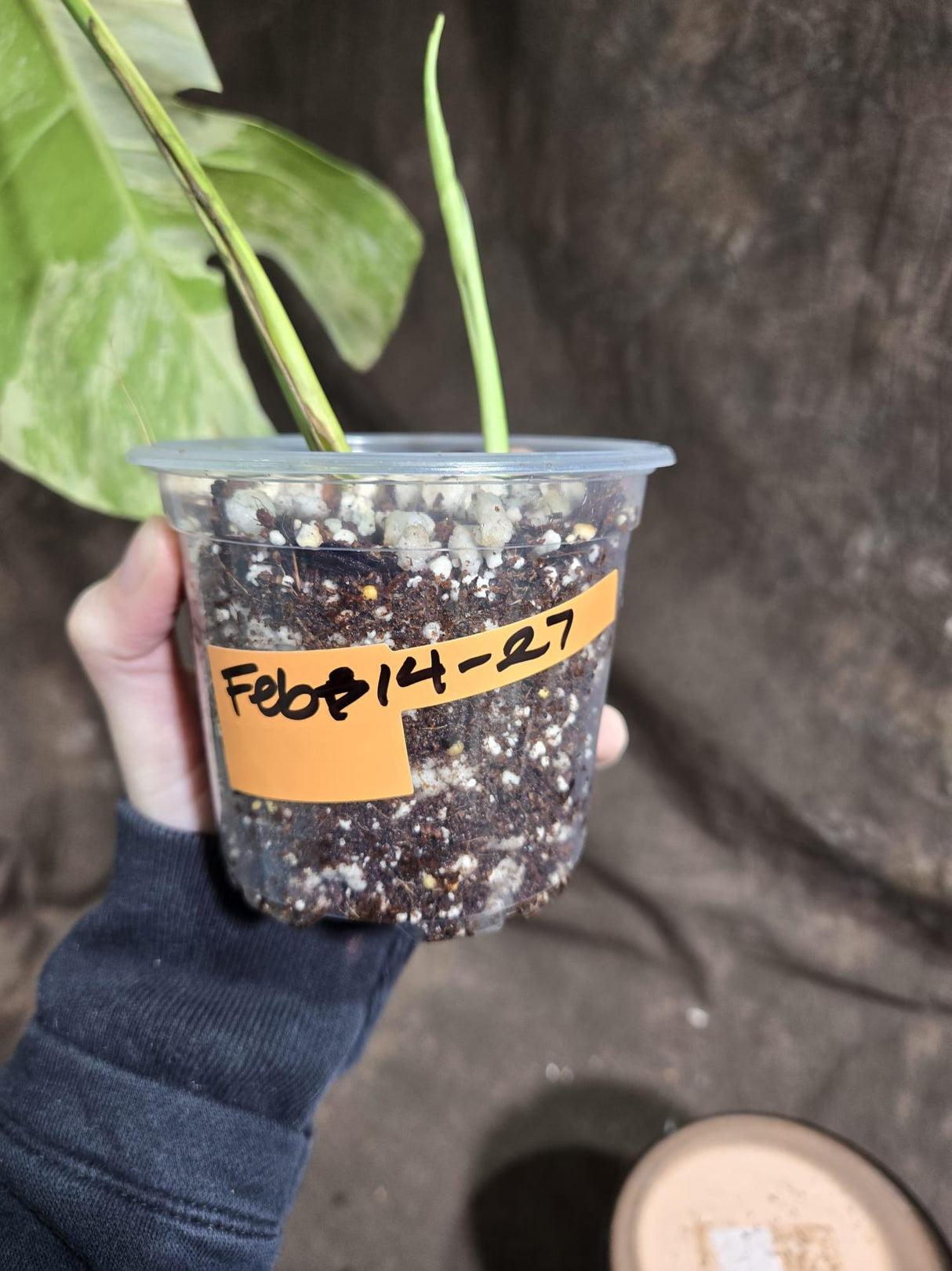 Monstera Aurea Variegated Borsigiana in a Nursery Pot - Monstera Aurea Top Cut Potted Plant - Monstera Marmota - Similar Plant as images