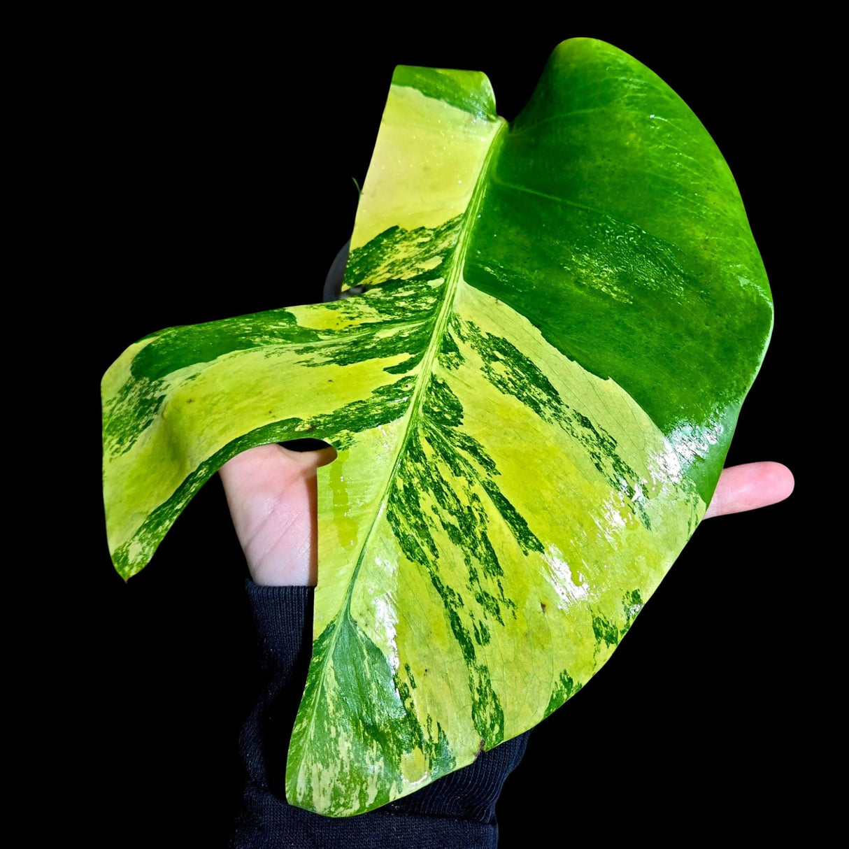 Monstera Aurea Variegated Borsigiana in a Nursery Pot - Monstera Aurea Top Cut Potted Plant - Monstera Marmota - Similar Plant as images