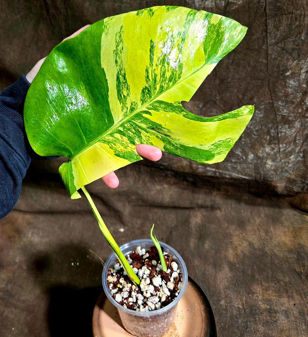 Monstera Aurea Variegated Borsigiana in a Nursery Pot - Monstera Aurea Top Cut Potted Plant - Monstera Marmota - Similar Plant as images