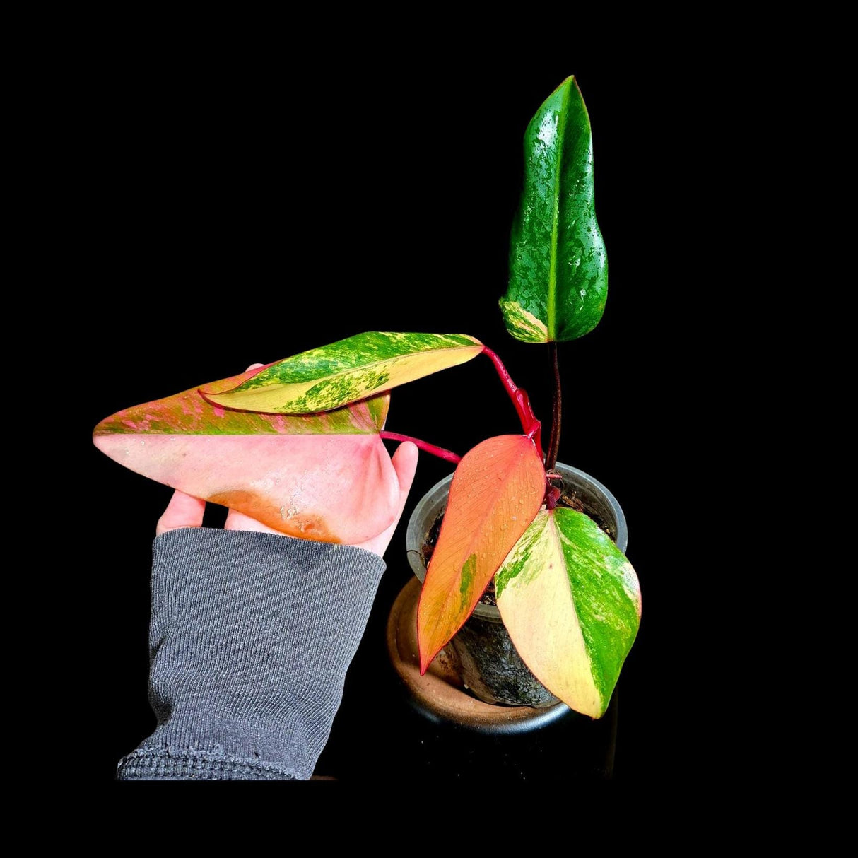 Variegated Philodendron Strawberry Shake in a Nursery Pot - Large Strawberry Shake RARE collector plant - Live Indoor Plant - US seller