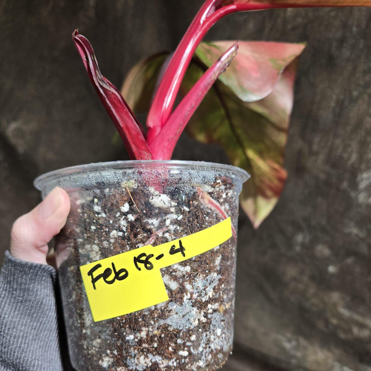 Variegated Philodendron Strawberry Shake in a Nursery Pot - Large Strawberry Shake RARE collector plant - Live Indoor Plant - US seller