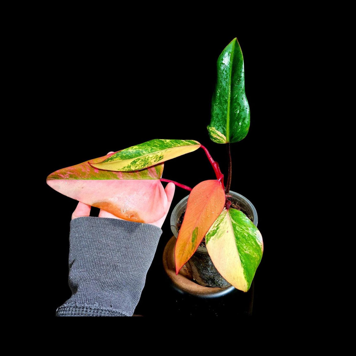 Variegated Philodendron Strawberry Shake in a Nursery Pot - Large Strawberry Shake RARE collector plant - Live Indoor Plant - US seller