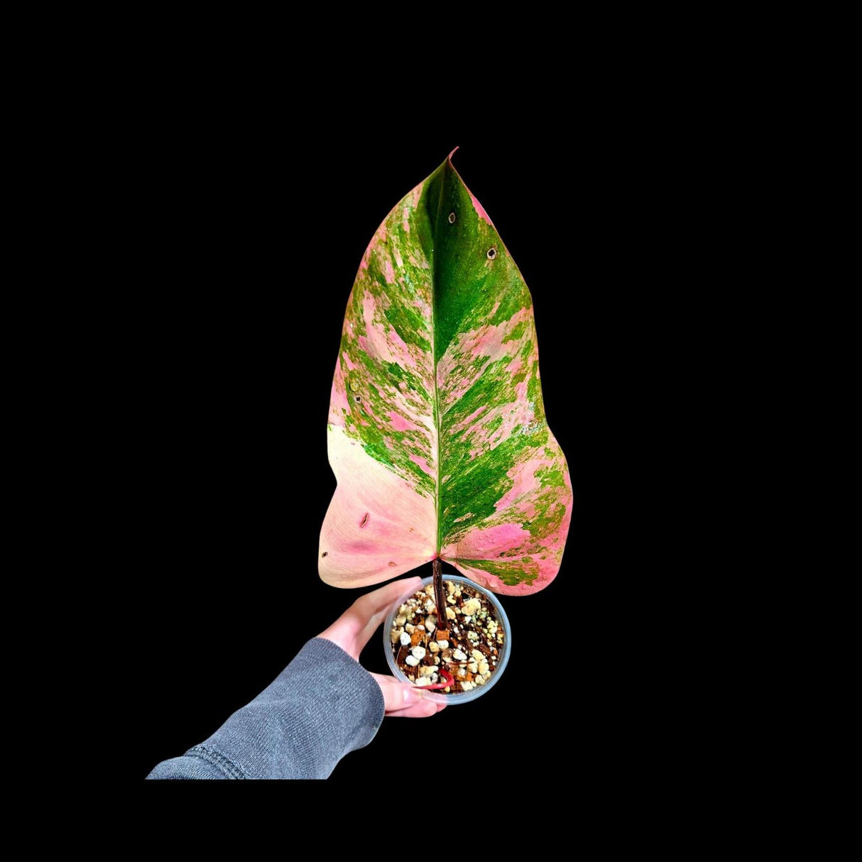 Variegated Philodendron Strawberry Shake in a Nursery Pot - Strawberry Shake RARE Collector Single Leaf Plant - Live Indoor Plant -US seller