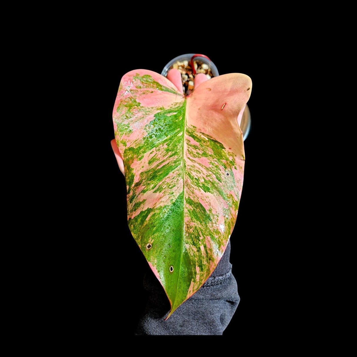 Variegated Philodendron Strawberry Shake in a Nursery Pot - Strawberry Shake RARE Collector Single Leaf Plant - Live Indoor Plant -US seller