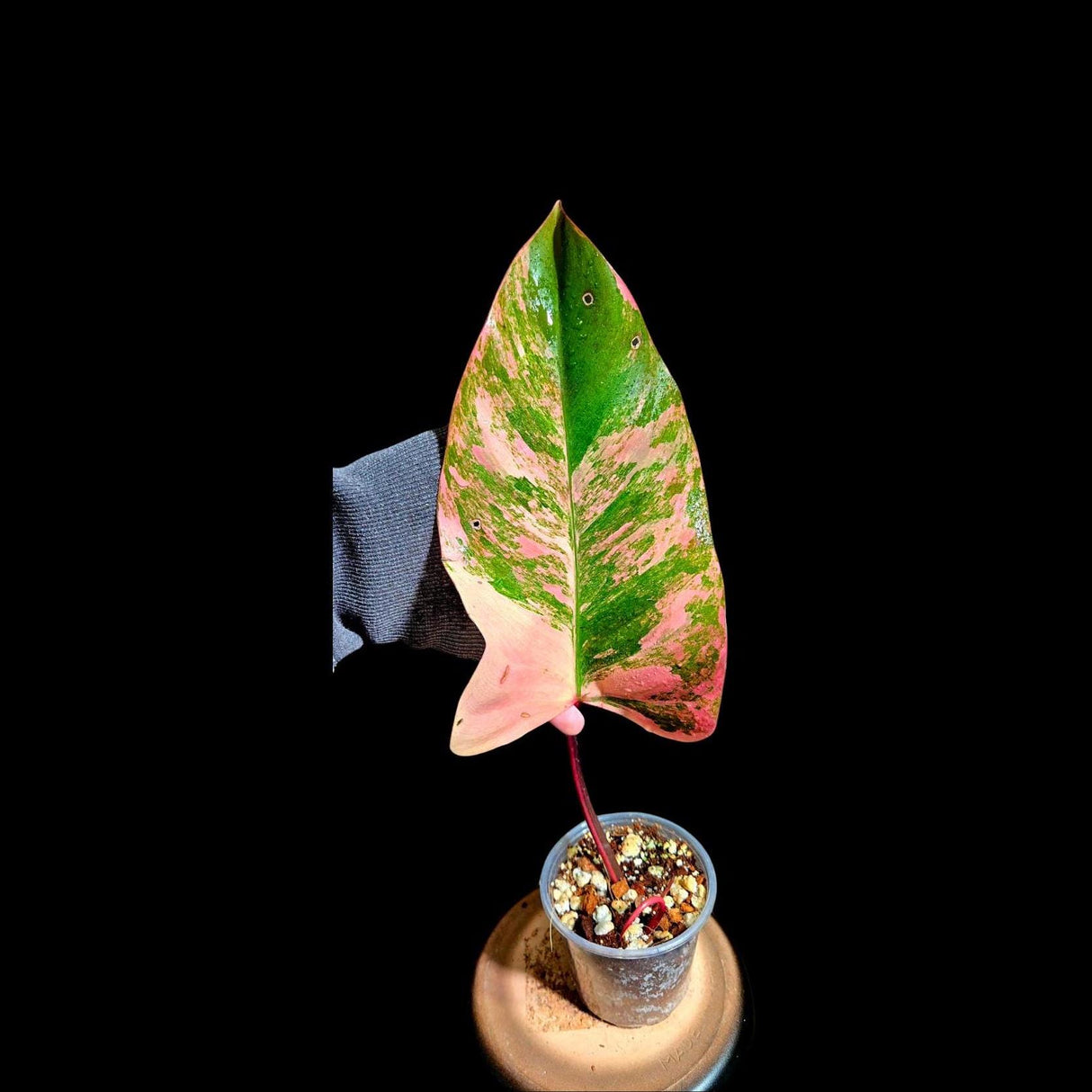 Variegated Philodendron Strawberry Shake in a Nursery Pot - Strawberry Shake RARE Collector Single Leaf Plant - Live Indoor Plant -US seller