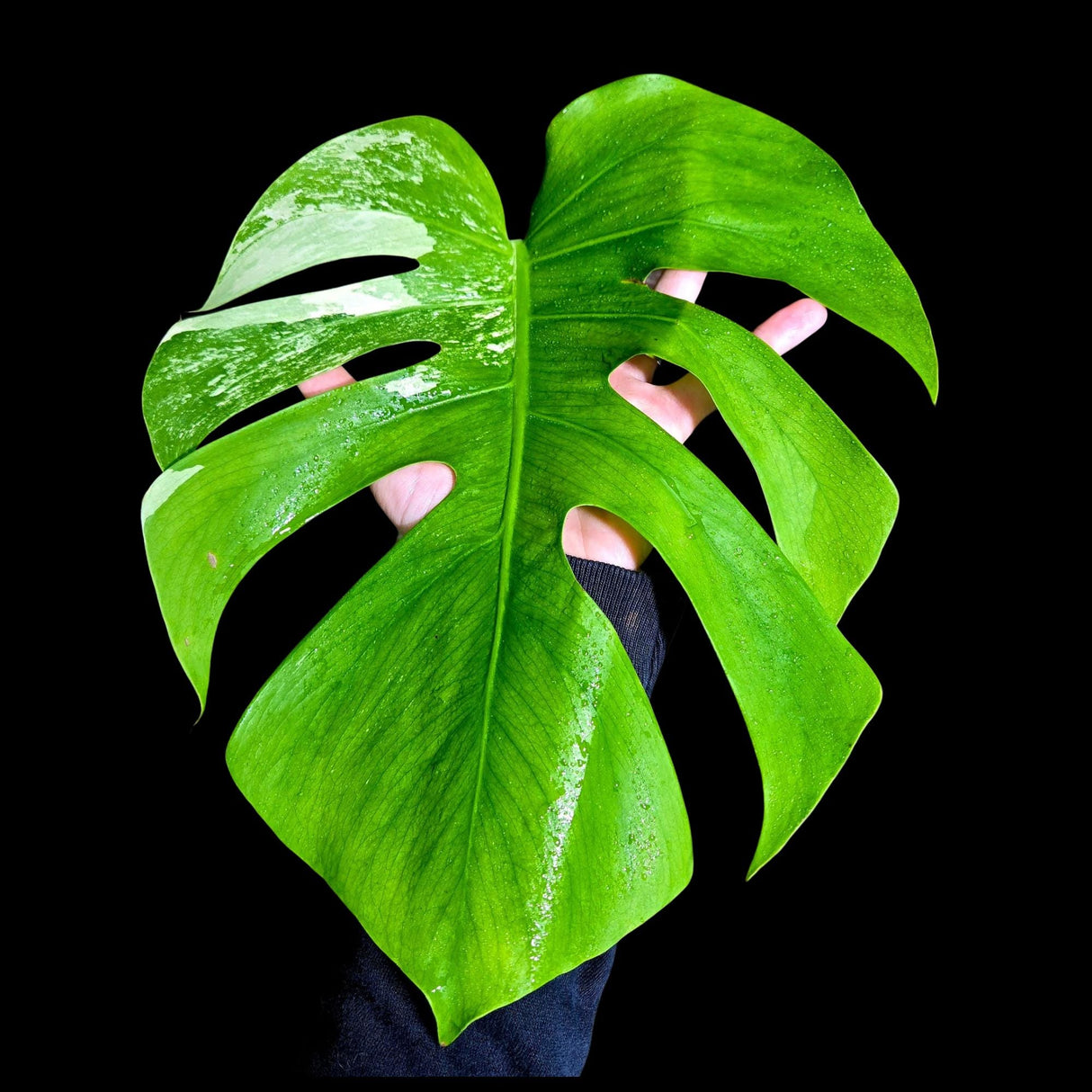 Variegated Monstera Albo Plant - Rare Indoor White Monstera Albo Borsigiana Plant - Albo Monstera - US Seller - Rare Houseplant -EXACT Plant