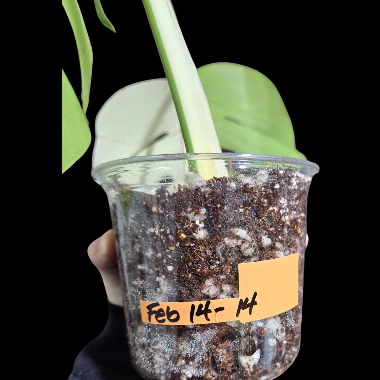 Variegated Monstera Albo Plant - Rare Indoor White Monstera Albo Borsigiana Plant - Albo Monstera - US Seller - Rare Houseplant -EXACT Plant