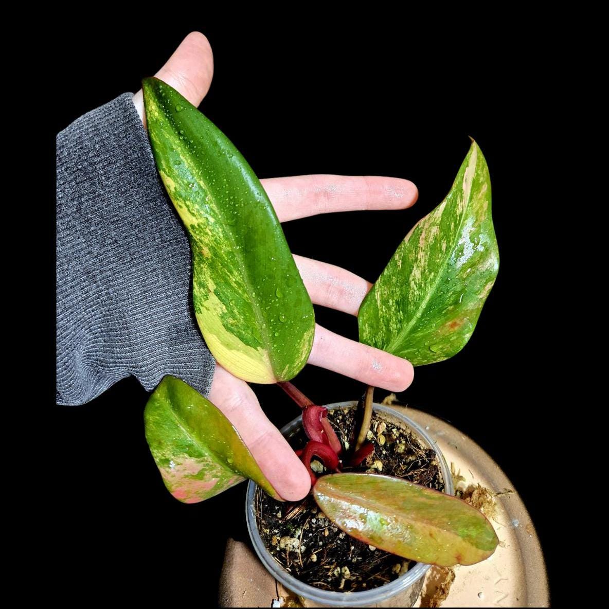 Variegated Philodendron Strawberry Shake in a Nursery Pot - Strawberry Shake RARE Collector Plant - Live Indoor Plant - US seller