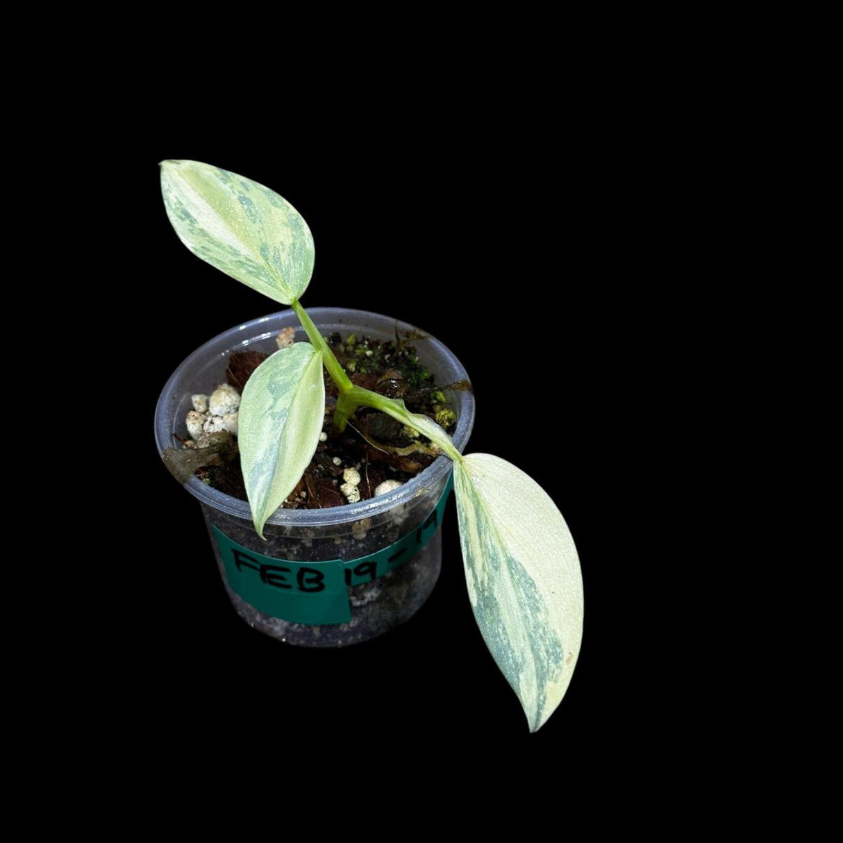 Philodendron Silver Sword Variegated Plant in a Nursery Pot | Indoor Live Plant | Extremely Rare Collector Plant | Rare Silver Sword Plant