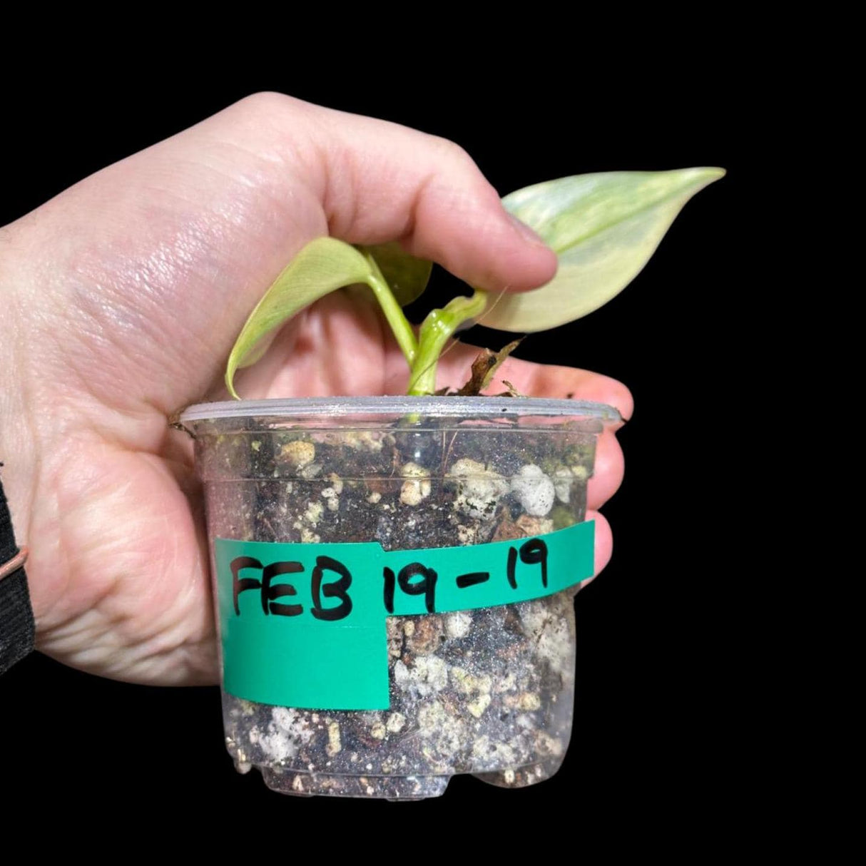 Philodendron Silver Sword Variegated Plant in a Nursery Pot | Indoor Live Plant | Extremely Rare Collector Plant | Rare Silver Sword Plant