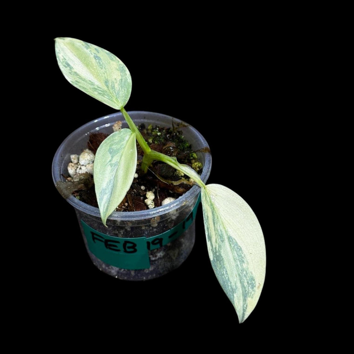 Philodendron Silver Sword Variegated Plant in a Nursery Pot | Indoor Live Plant | Extremely Rare Collector Plant | Rare Silver Sword Plant