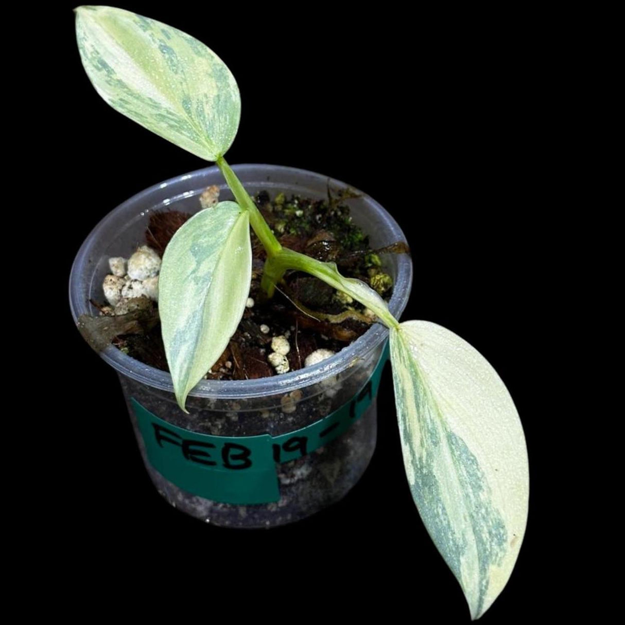 Philodendron Silver Sword Variegated Plant in a Nursery Pot | Indoor Live Plant | Extremely Rare Collector Plant | Rare Silver Sword Plant