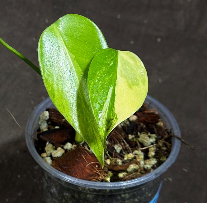 Monstera Aurea Variegated Borsigiana in a Nursery Pot - Monstera Aurea Baby Plant - Monstera Marmota - Baby Monstera Aurea - US Seller