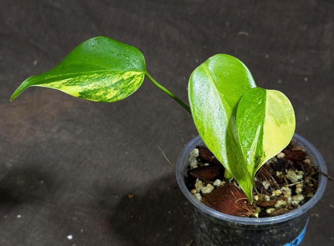 Monstera Aurea Variegated Borsigiana in a Nursery Pot - Monstera Aurea Baby Plant - Monstera Marmota - Baby Monstera Aurea - US Seller