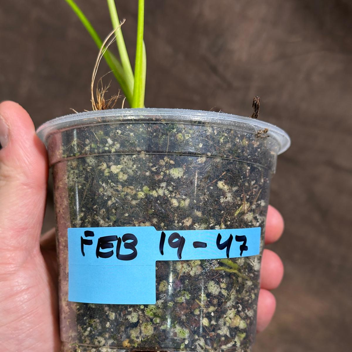 Monstera Aurea Variegated Borsigiana in a Nursery Pot - Monstera Aurea Baby Plant - Monstera Marmota - Baby Monstera Aurea - US Seller