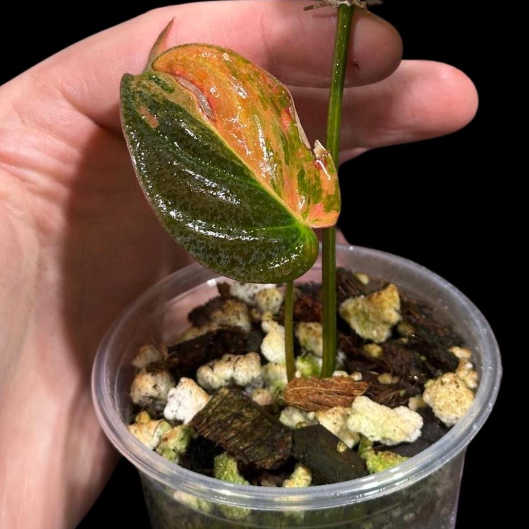 Rare Variegated Philodendron Mican Aurea in a Nursery Pot - Rare Collector Plant - Mican Aurea Gift Houseplant - Live Plant - US SELLER