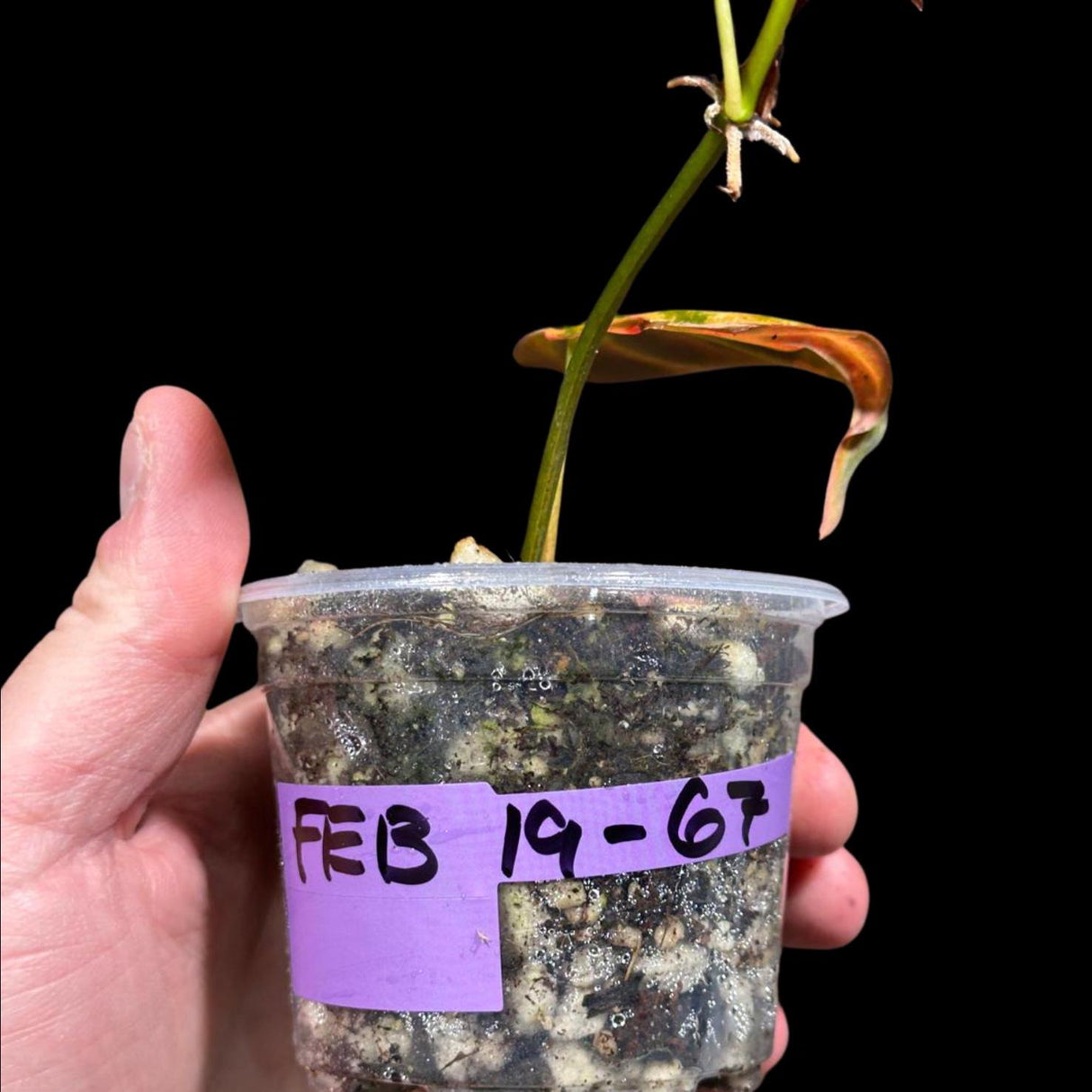 Rare Variegated Philodendron Mican Aurea in a Nursery Pot - Rare Collector Plant - Mican Aurea Gift Houseplant - Live Plant - US SELLER