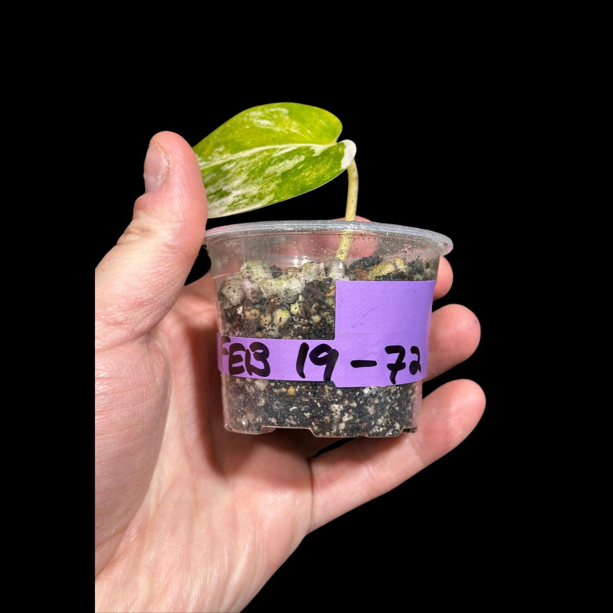 Variegated Scindapsus Pictus 'Jade Satin' in a Nursery Pot | Scindapsus Single Leaf Potted Plant | Live Plant SAME plant as images-US Seller