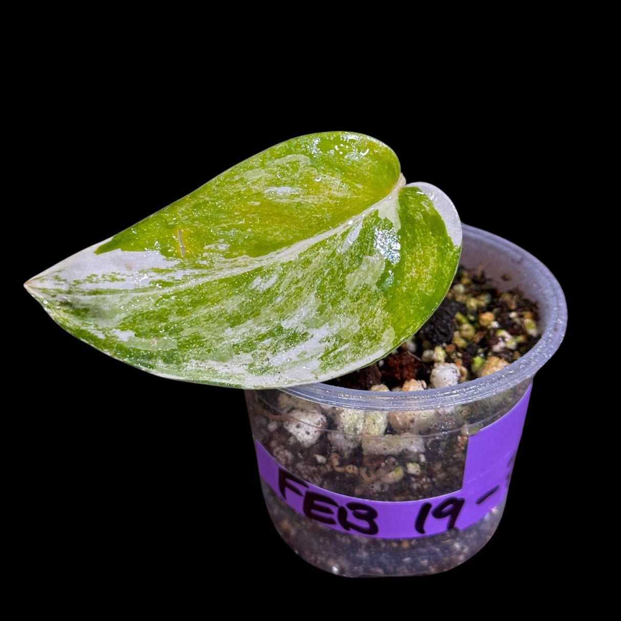 Variegated Scindapsus Pictus 'Jade Satin' in a Nursery Pot | Scindapsus Single Leaf Potted Plant | Live Plant SAME plant as images-US Seller