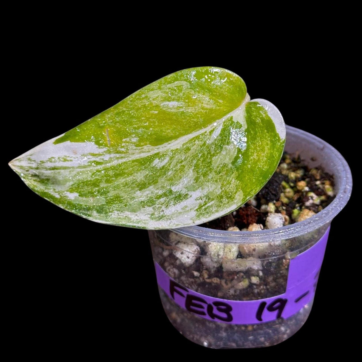 Variegated Scindapsus Pictus 'Jade Satin' in a Nursery Pot | Scindapsus Single Leaf Potted Plant | Live Plant SAME plant as images-US Seller