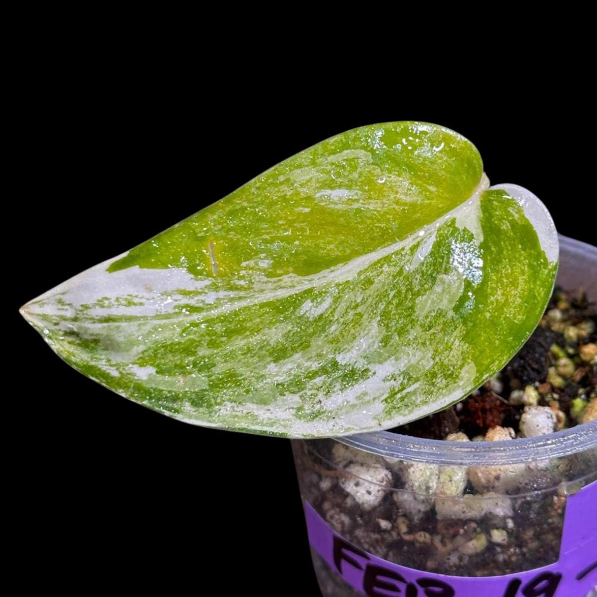 Variegated Scindapsus Pictus 'Jade Satin' in a Nursery Pot | Scindapsus Single Leaf Potted Plant | Live Plant SAME plant as images-US Seller