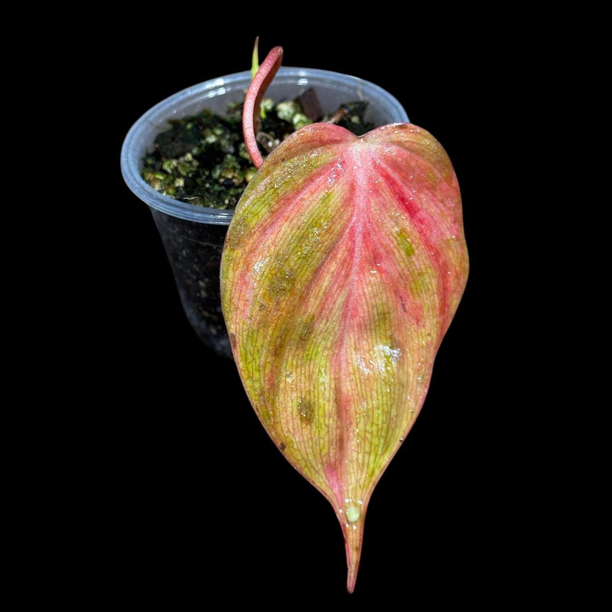 Rare Variegated Philodendron Mican Pink Single Leaf Plant in a Nursery Pot- Live Plant - Rare Plant - US Seller - SAME Pot as the image