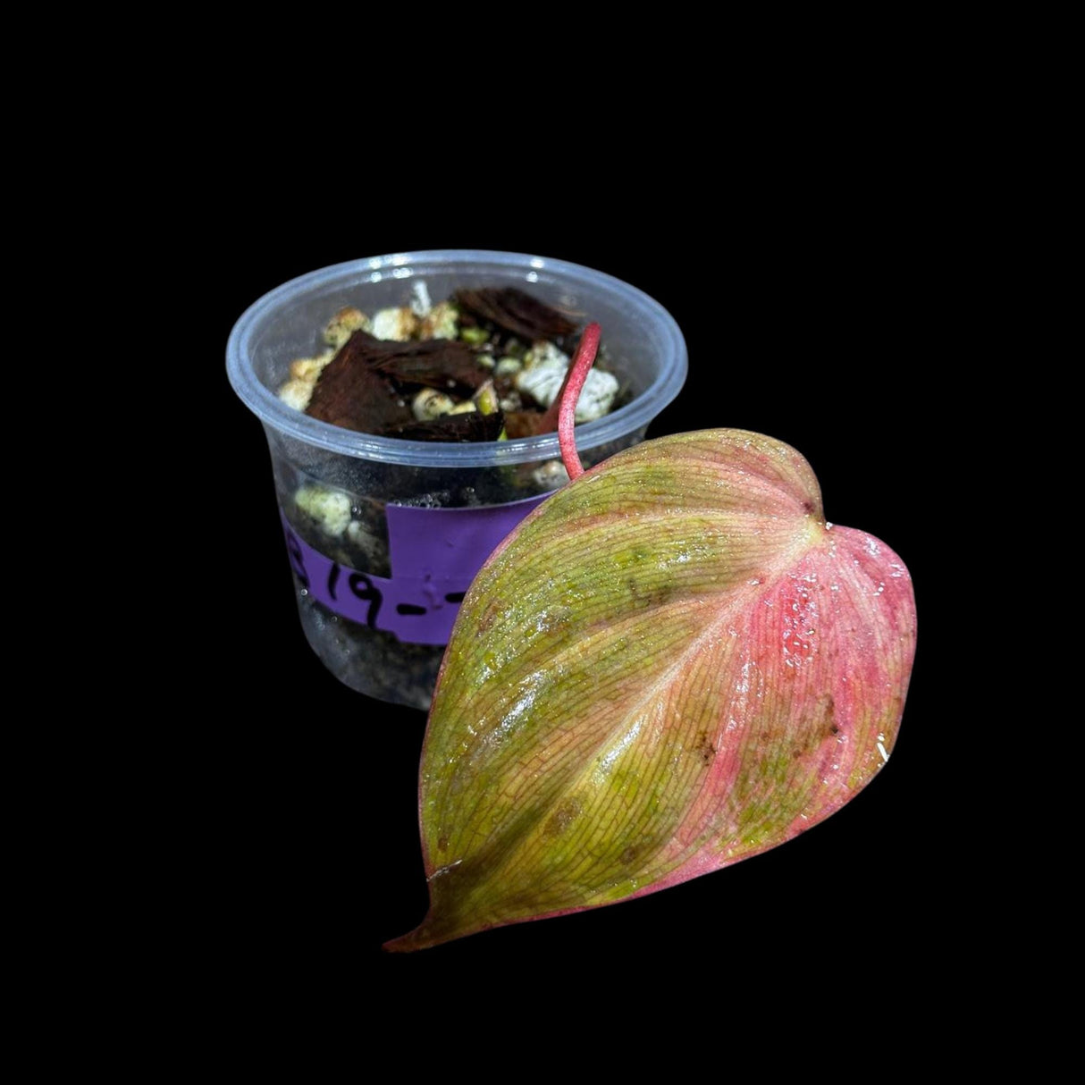 Rare Variegated Philodendron Mican Pink Single Leaf Plant in a Nursery Pot- Live Plant - Rare Plant - US Seller - SAME Pot as the image