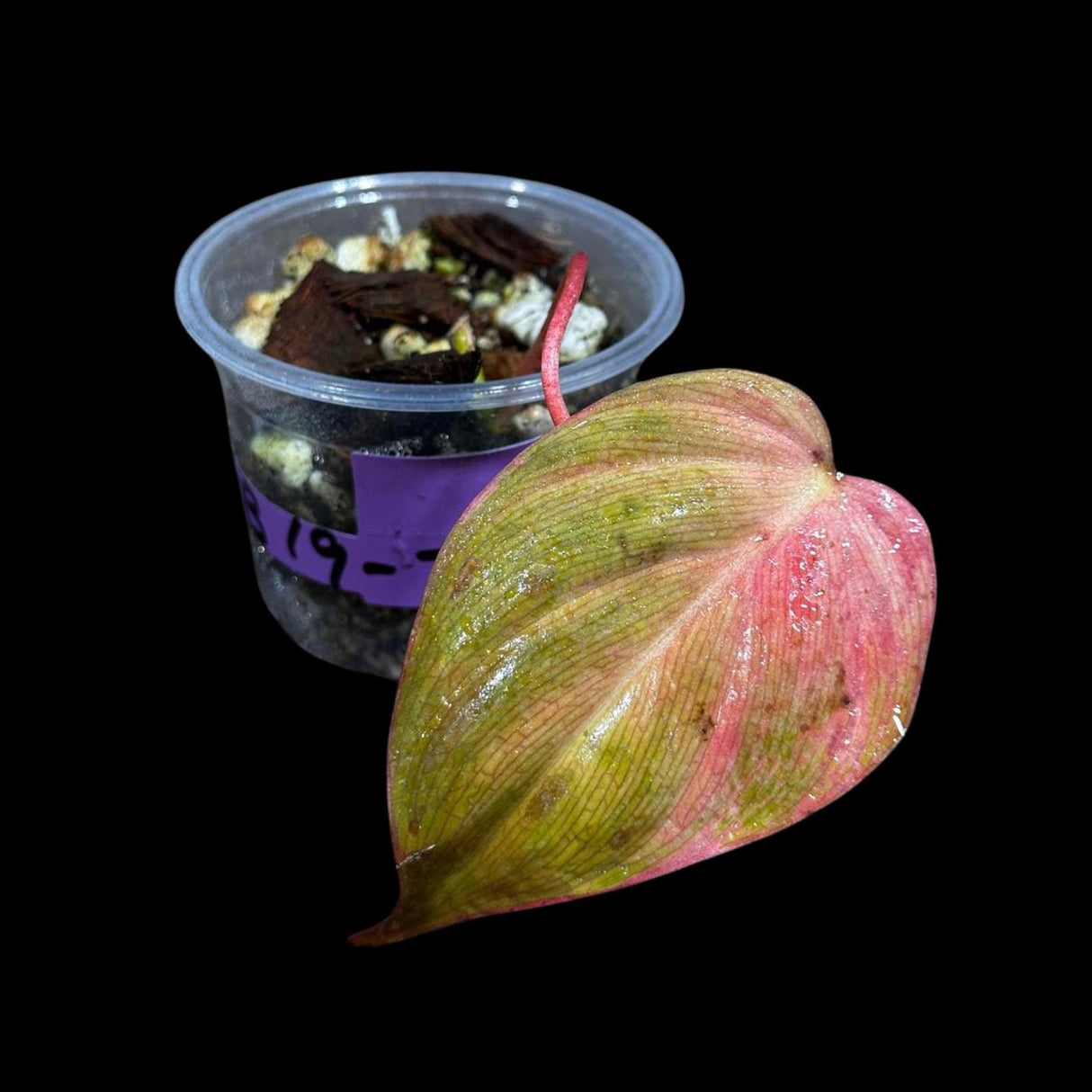 Rare Variegated Philodendron Mican Pink Single Leaf Plant in a Nursery Pot- Live Plant - Rare Plant - US Seller - SAME Pot as the image