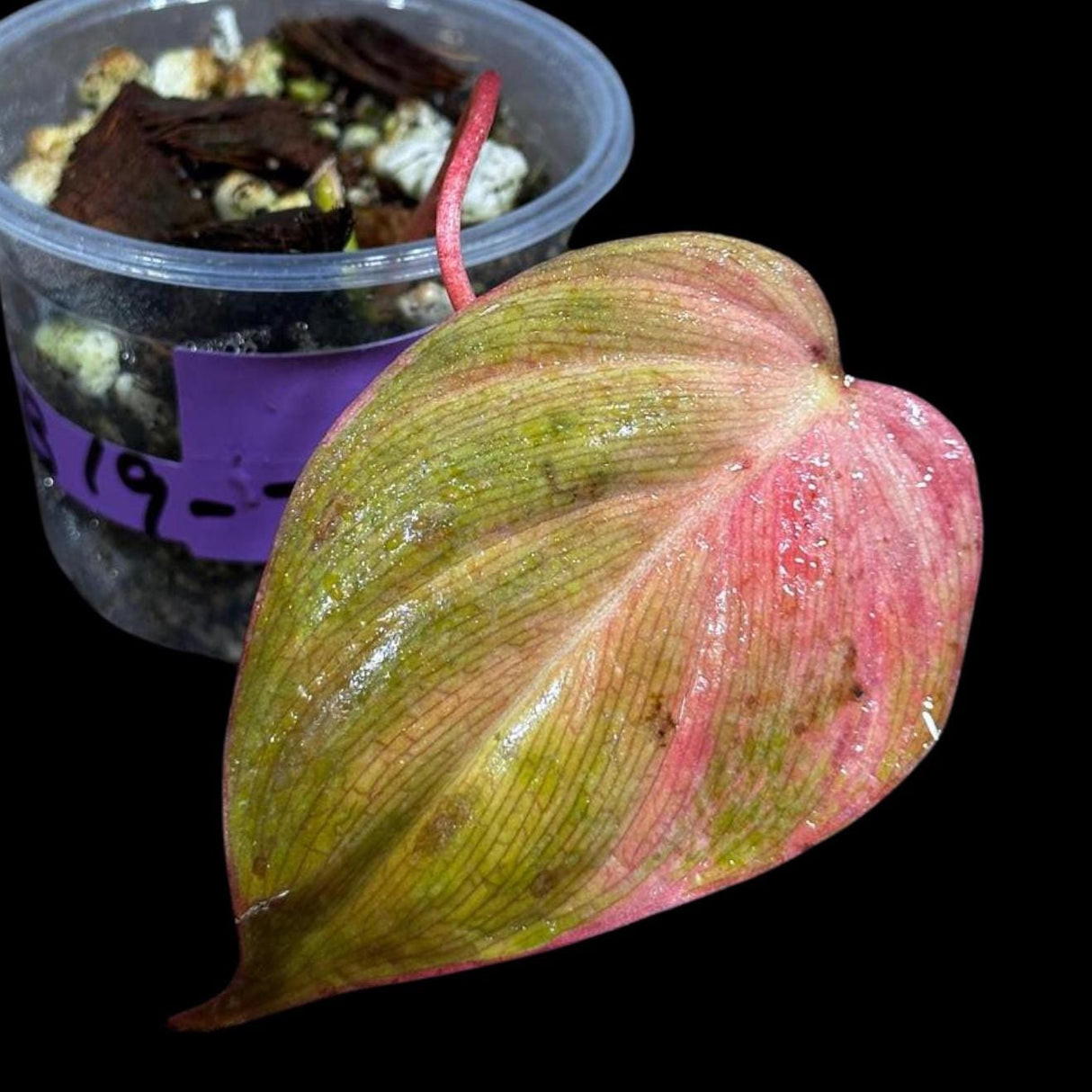 Rare Variegated Philodendron Mican Pink Single Leaf Plant in a Nursery Pot- Live Plant - Rare Plant - US Seller - SAME Pot as the image