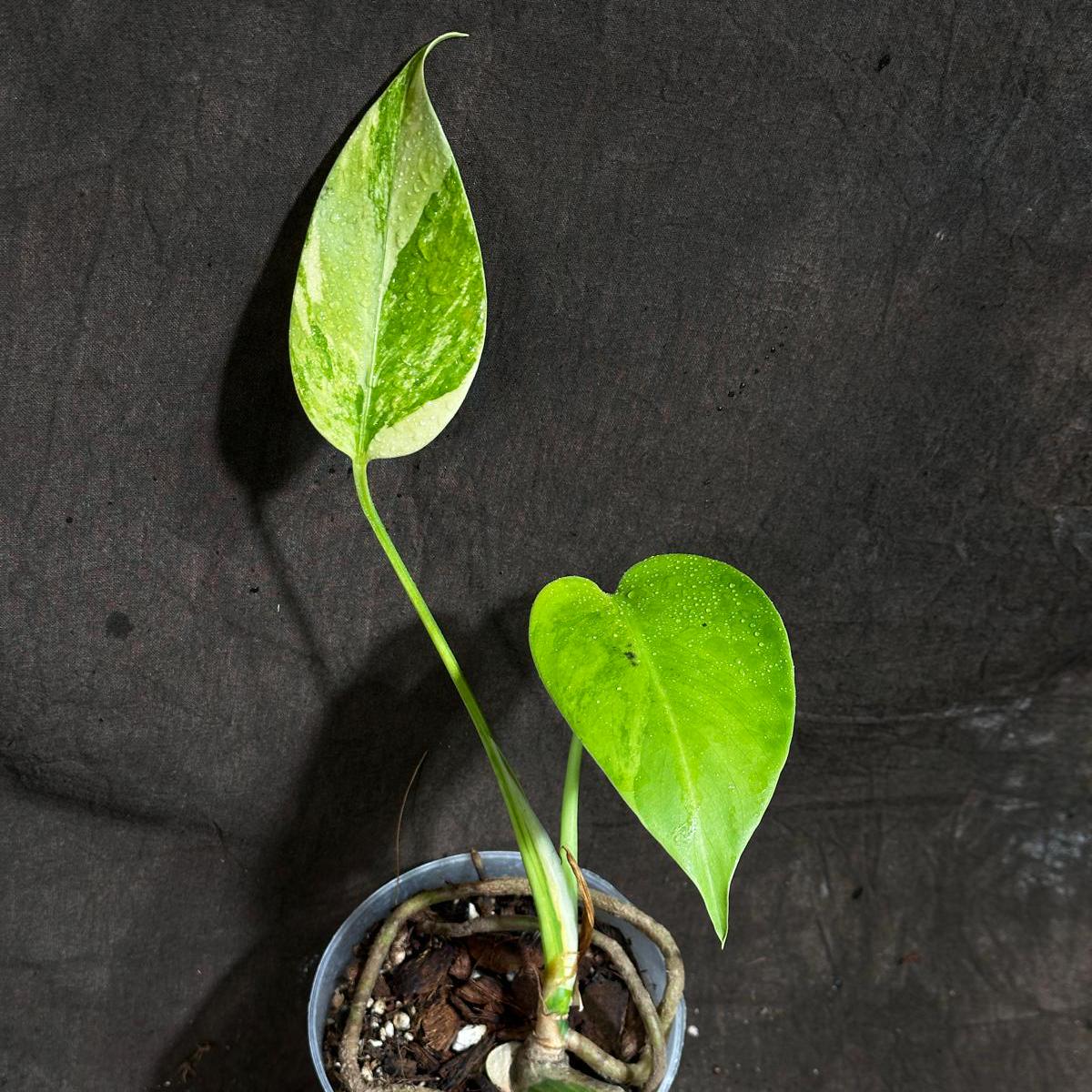 Monstera Aurea Variegated Borsigiana in a Nursery Pot - Monstera Aurea Baby Leaf Plant - Monstera Marmota - US Seller - Exact Plant