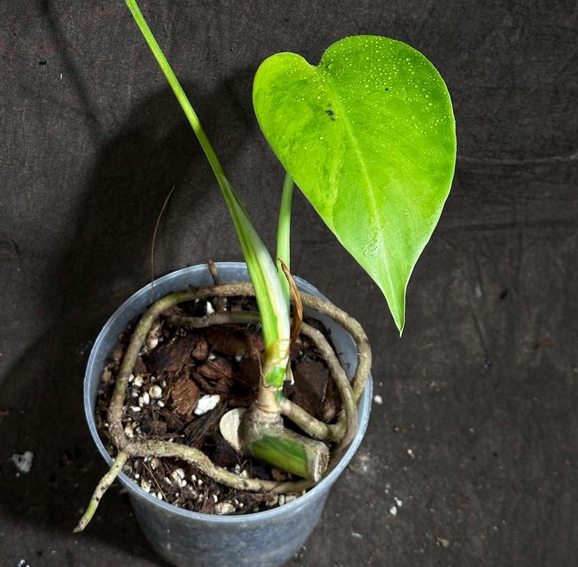 Monstera Aurea Variegated Borsigiana in a Nursery Pot - Monstera Aurea Baby Leaf Plant - Monstera Marmota - US Seller - Exact Plant