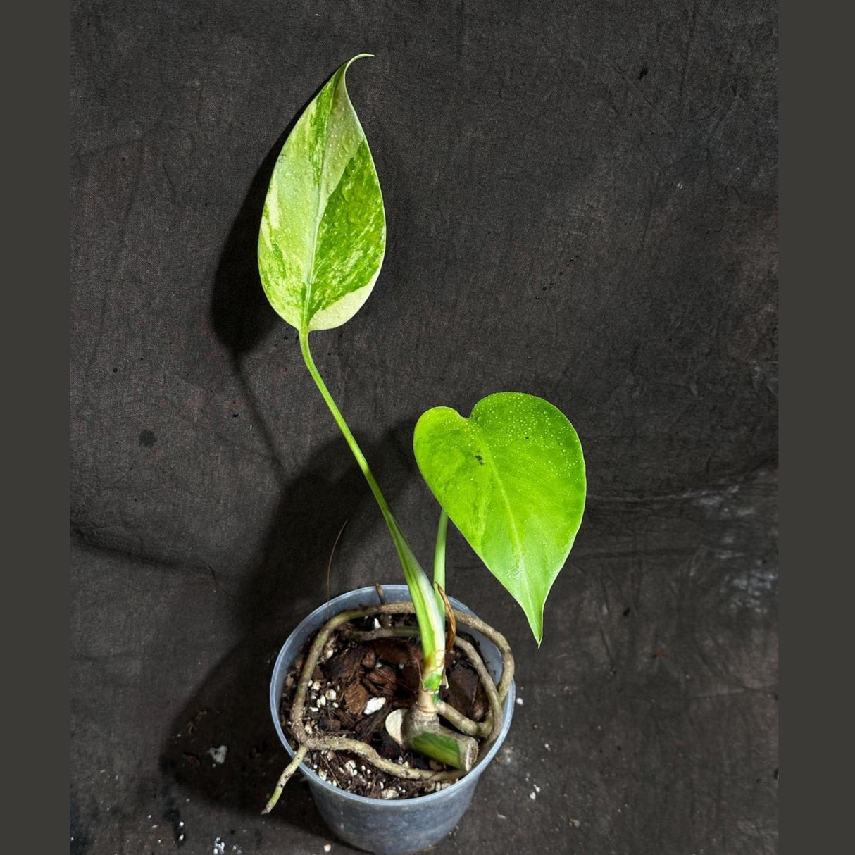 Monstera Aurea Variegated Borsigiana in a Nursery Pot - Monstera Aurea Baby Leaf Plant - Monstera Marmota - US Seller - Exact Plant