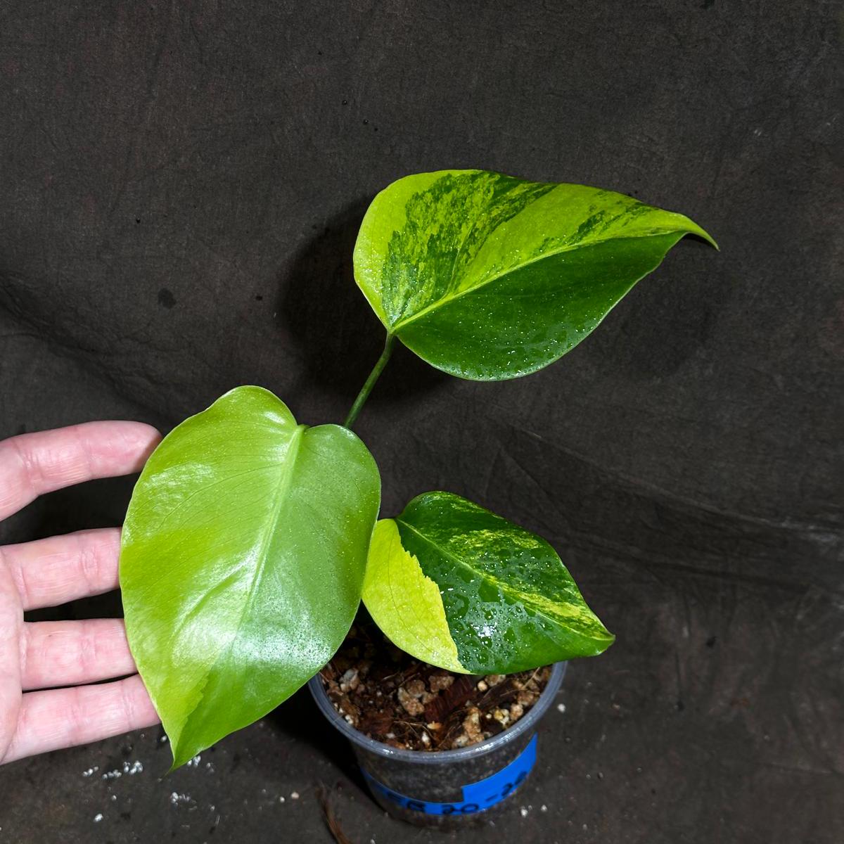 Monstera Aurea Variegated Borsigiana in a Nursery Pot - Monstera Aurea Baby Leaf Plant - Monstera Marmota - US Seller - Exact Plant