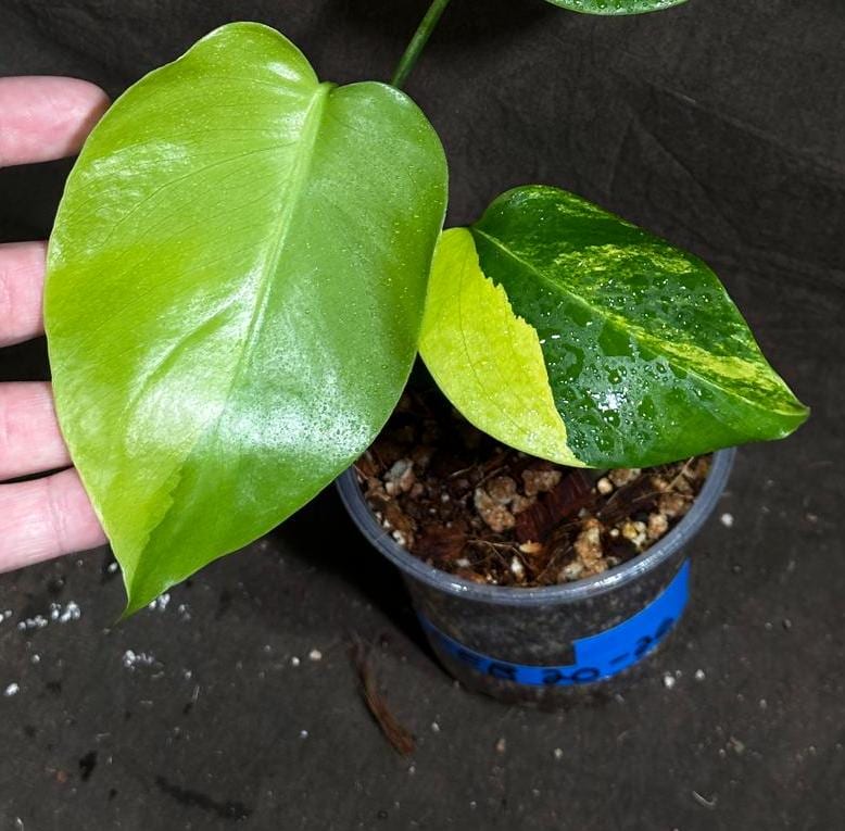 Monstera Aurea Variegated Borsigiana in a Nursery Pot - Monstera Aurea Baby Leaf Plant - Monstera Marmota - US Seller - Exact Plant