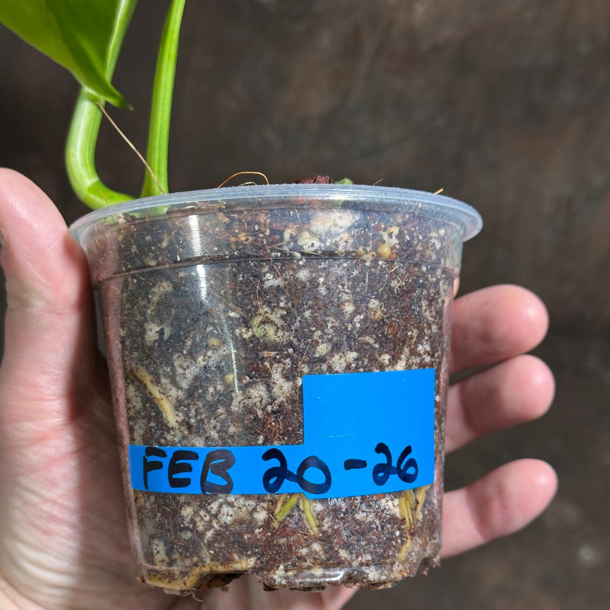 Monstera Aurea Variegated Borsigiana in a Nursery Pot - Monstera Aurea Baby Leaf Plant - Monstera Marmota - US Seller - Exact Plant