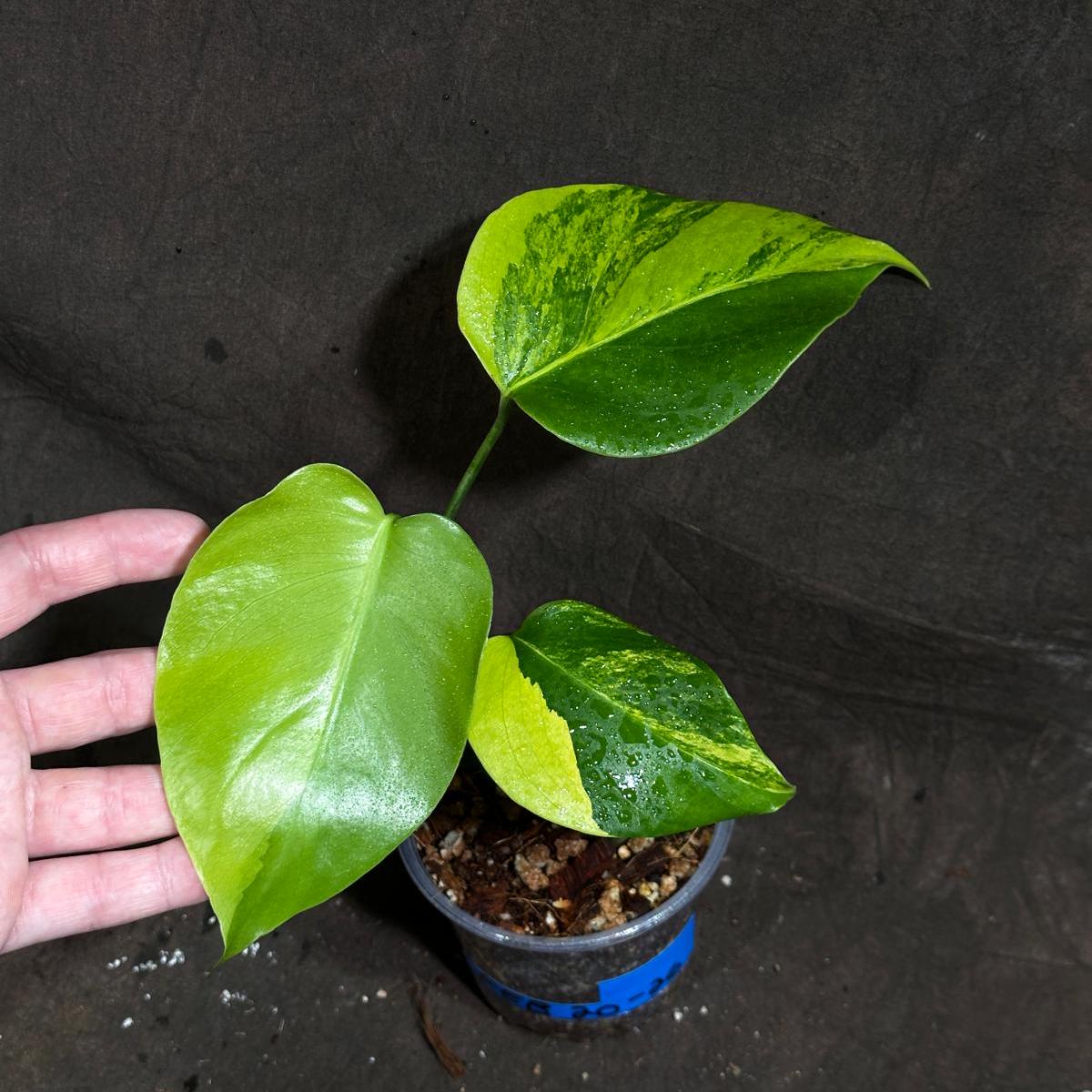 Monstera Aurea Variegated Borsigiana in a Nursery Pot - Monstera Aurea Baby Leaf Plant - Monstera Marmota - US Seller - Exact Plant