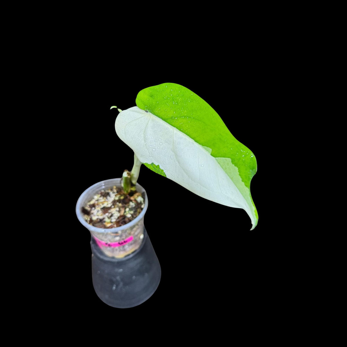 Variegated Syngonium Chiapense Plant in a Nursery Pot - Variegated Syngonium Chiapense - Chiapense Variegated - US SELLER