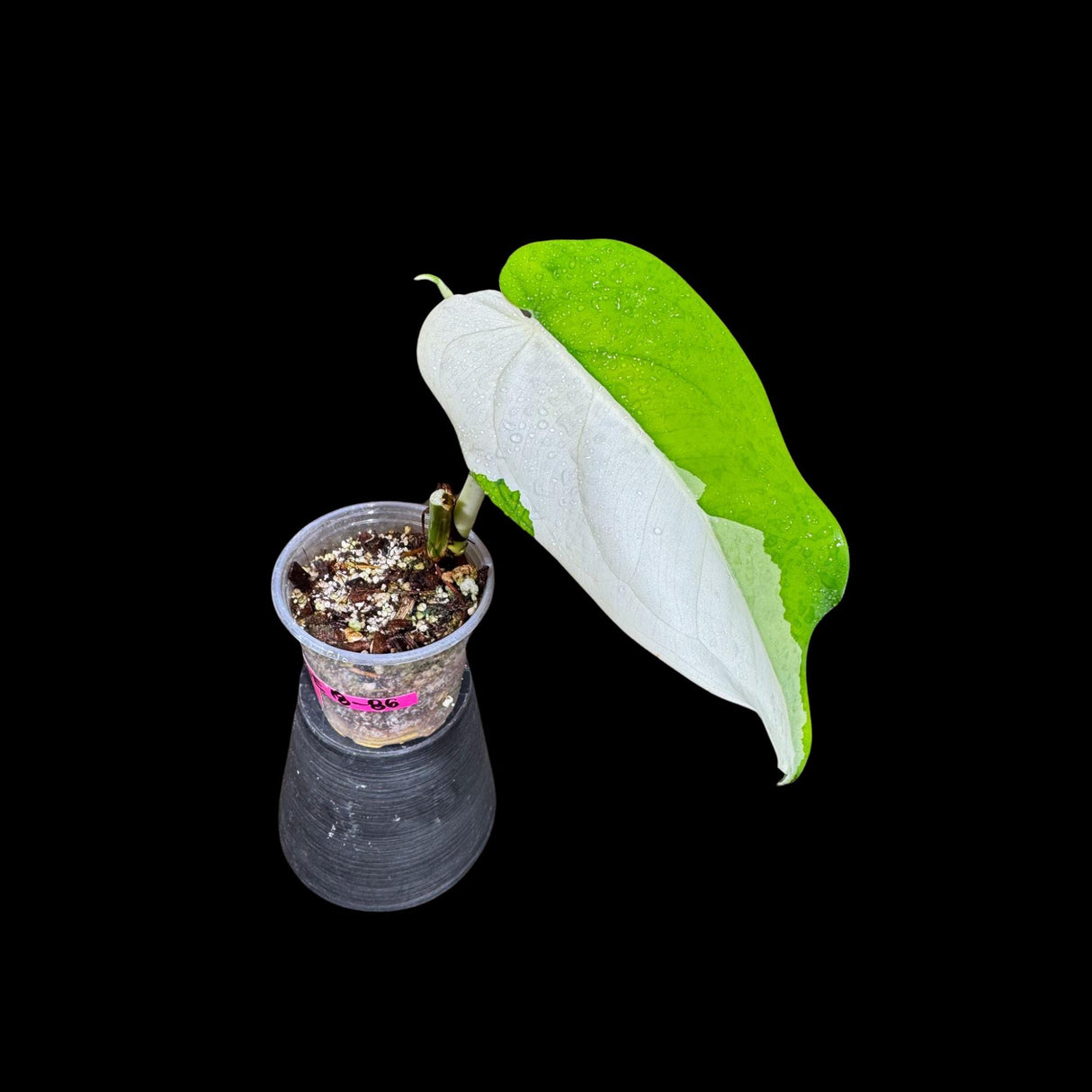 Variegated Syngonium Chiapense Plant in a Nursery Pot - Variegated Syngonium Chiapense - Chiapense Variegated - US SELLER