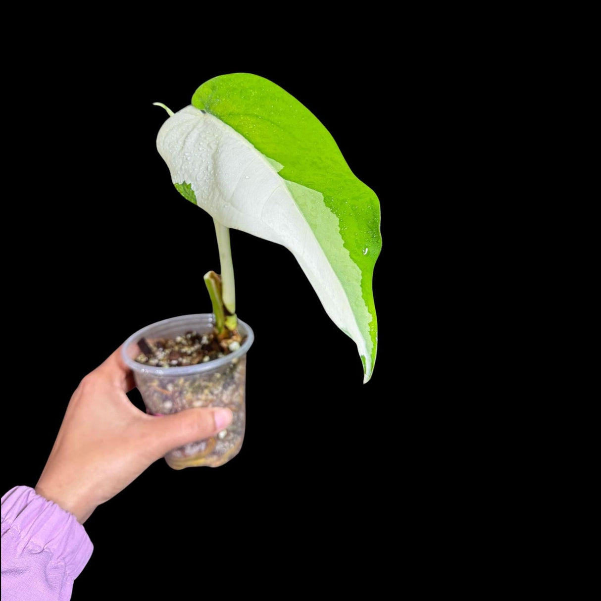 Variegated Syngonium Chiapense Plant in a Nursery Pot - Variegated Syngonium Chiapense - Chiapense Variegated - US SELLER