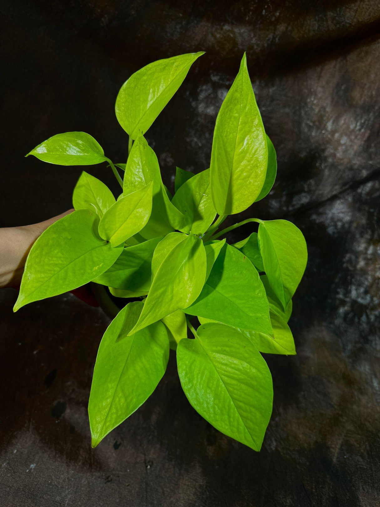 Neon Pothos Indoor Plant in a 4" Nursery Pot - Easy Care Low Light Live Plant - Neon Pothos Houseplant - Office Plant