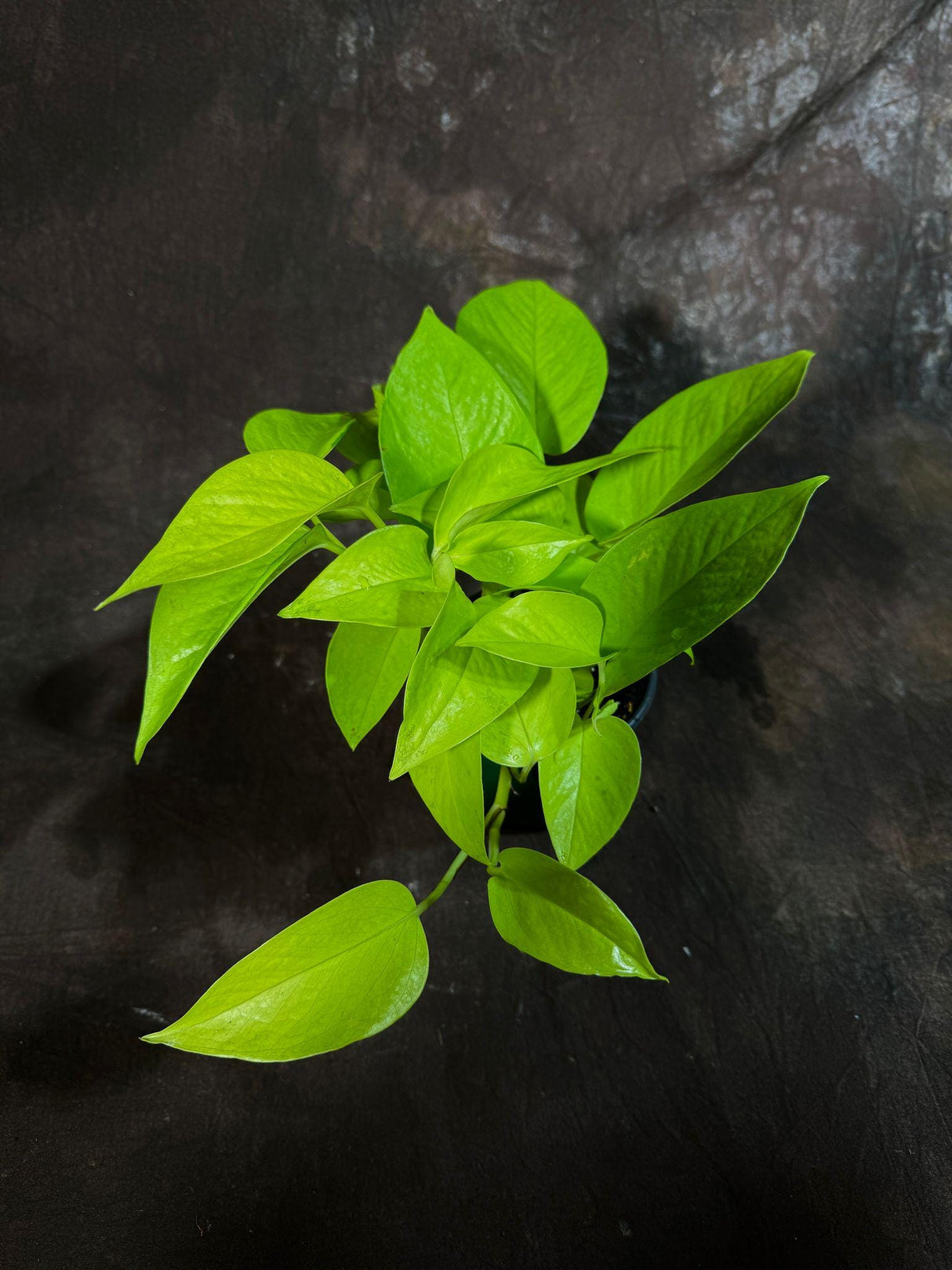Neon Pothos Indoor Plant in a 4" Nursery Pot - Easy Care Low Light Live Plant - Neon Pothos Houseplant - Office Plant