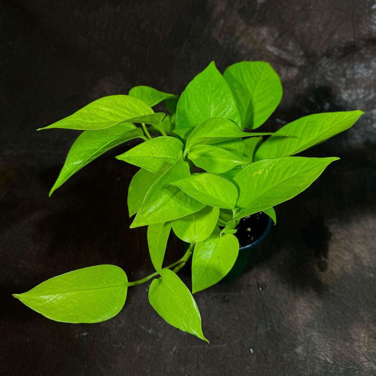 Neon Pothos Indoor Plant in a 4" Nursery Pot - Easy Care Low Light Live Plant - Neon Pothos Houseplant - Office Plant
