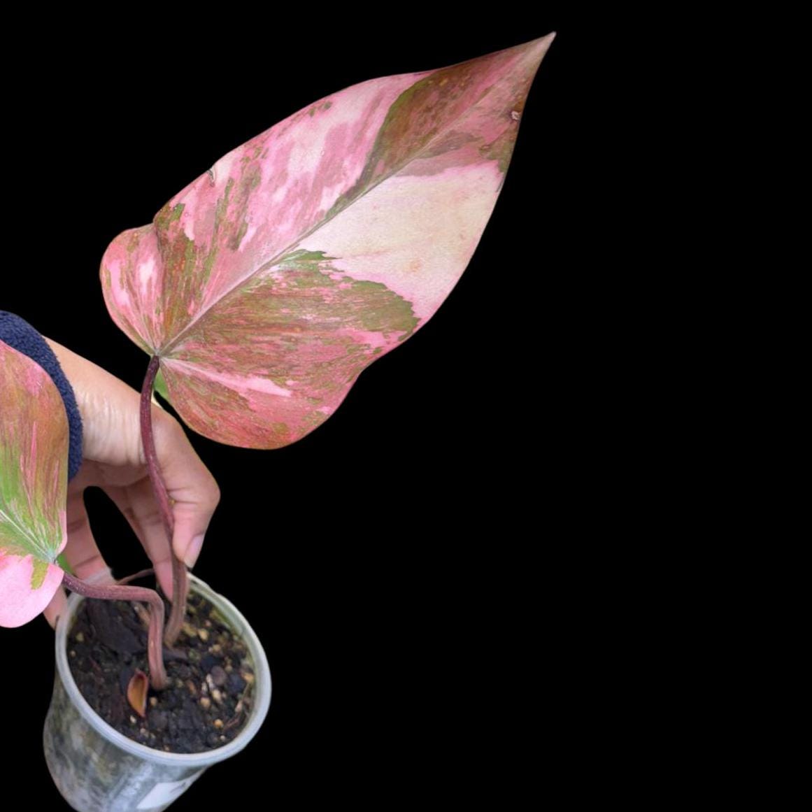 Variegated Philodendron Strawberry Shake in a Nursery Pot - Pink Strawberry Shake RARE Collector Plant - Live Indoor Plant - Non-Exact