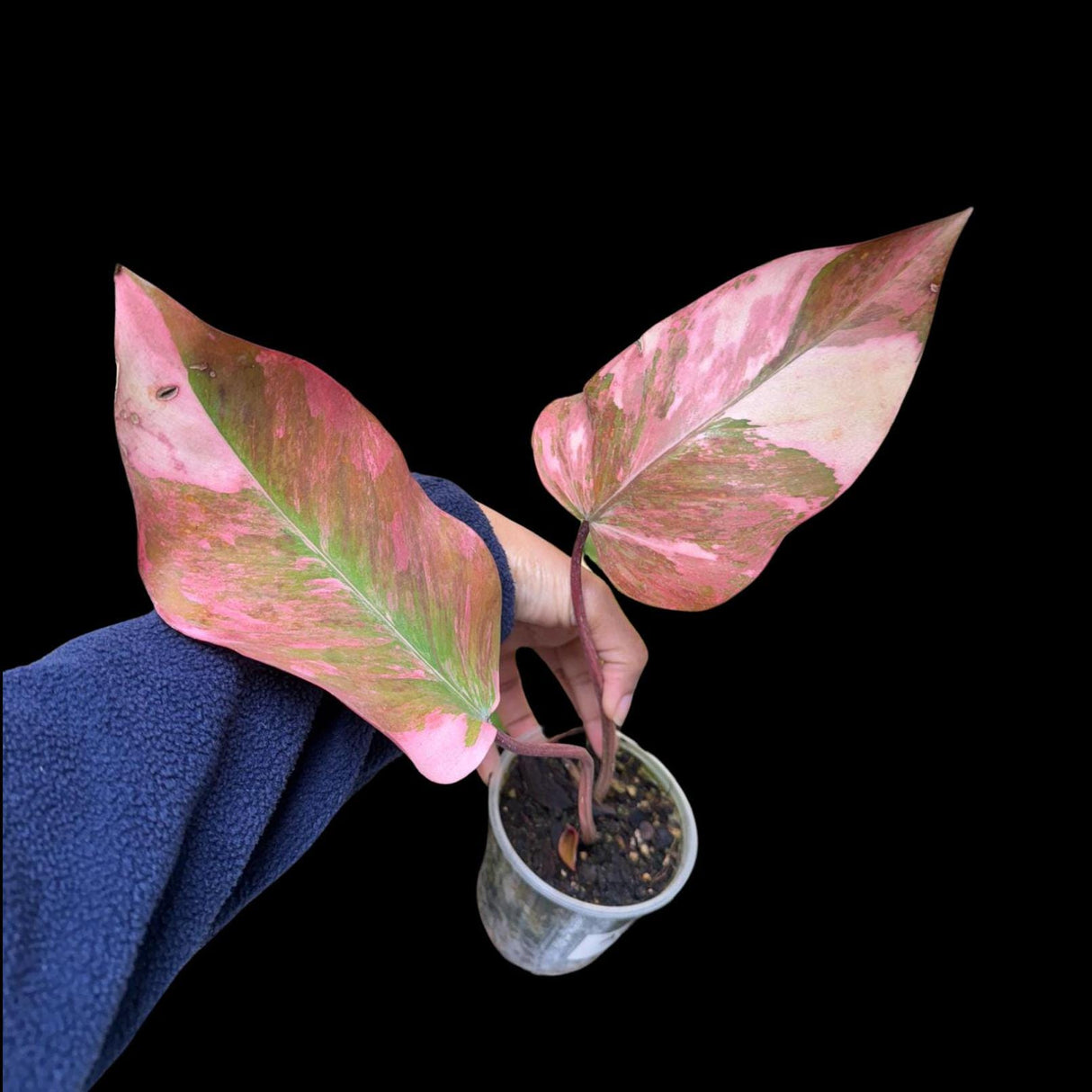 Variegated Philodendron Strawberry Shake in a Nursery Pot - Pink Strawberry Shake RARE Collector Plant - Live Indoor Plant - Non-Exact