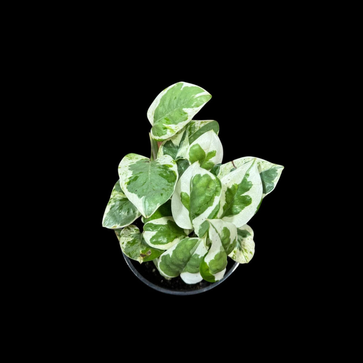 Rare N'Joy Pothos in 4" Pot- White Variegated Indoor Vines - Low light plant Houseplant- EXACT same plant