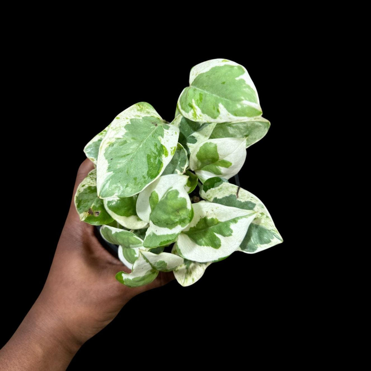 Rare N'Joy Pothos in 4" Pot- White Variegated Indoor Vines - Low light plant Houseplant- EXACT same plant