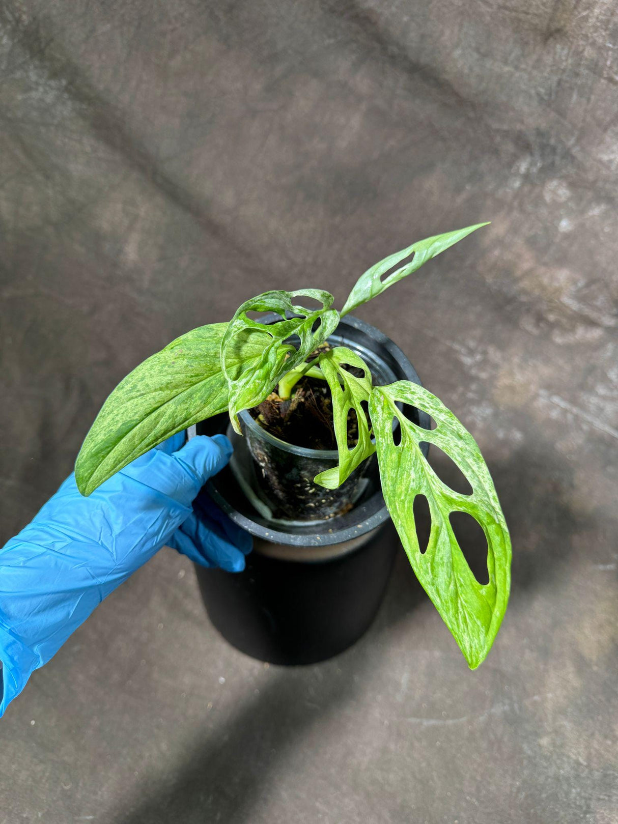 Variegated Monstera Acuminata Mottled Plant in a Nursery Pot - Rare Collector Indoor Plant - Live Plant - Exact same plant - US SELLER