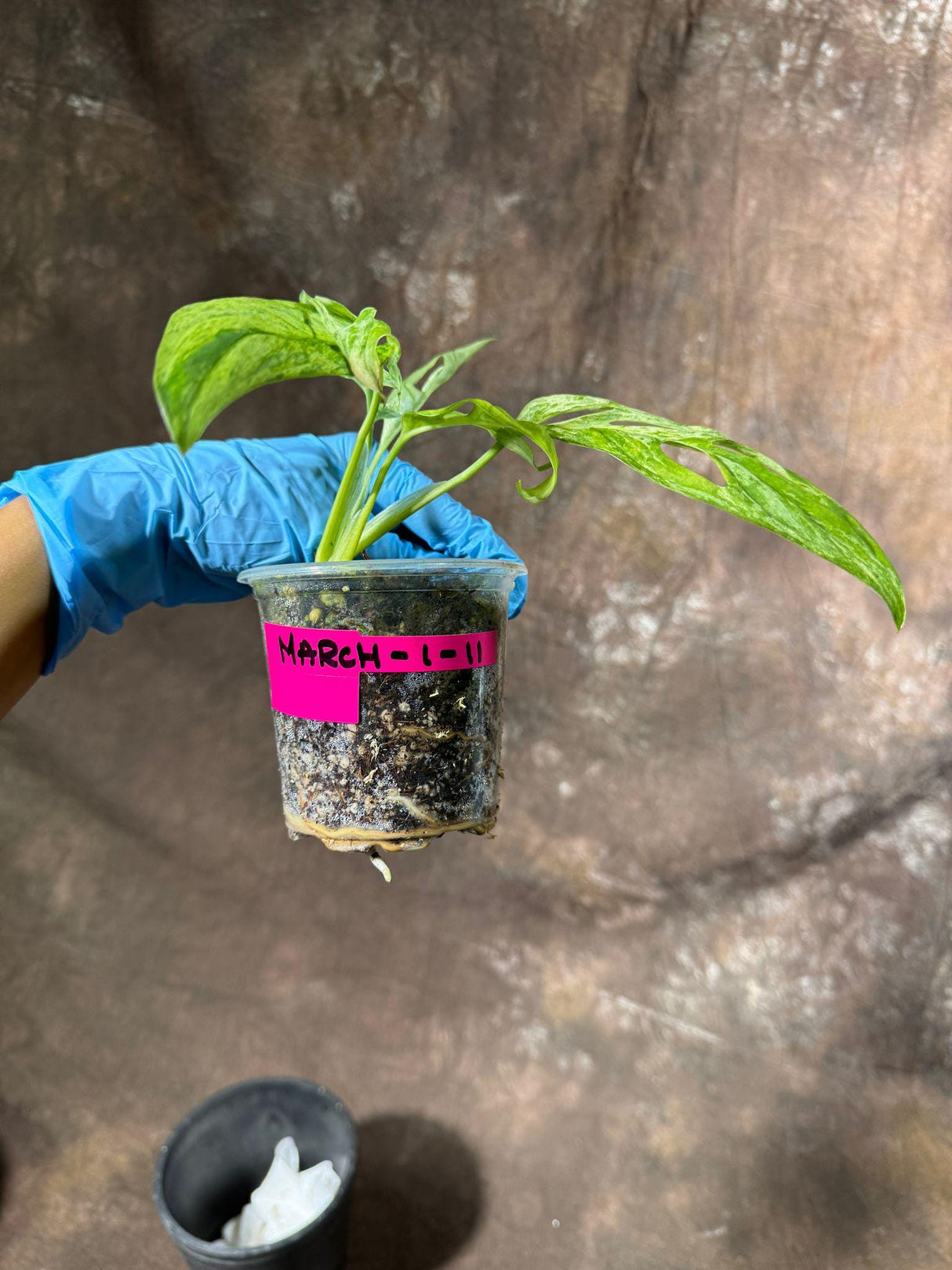 Variegated Monstera Acuminata Mottled Plant in a Nursery Pot - Rare Collector Indoor Plant - Live Plant - Exact same plant - US SELLER