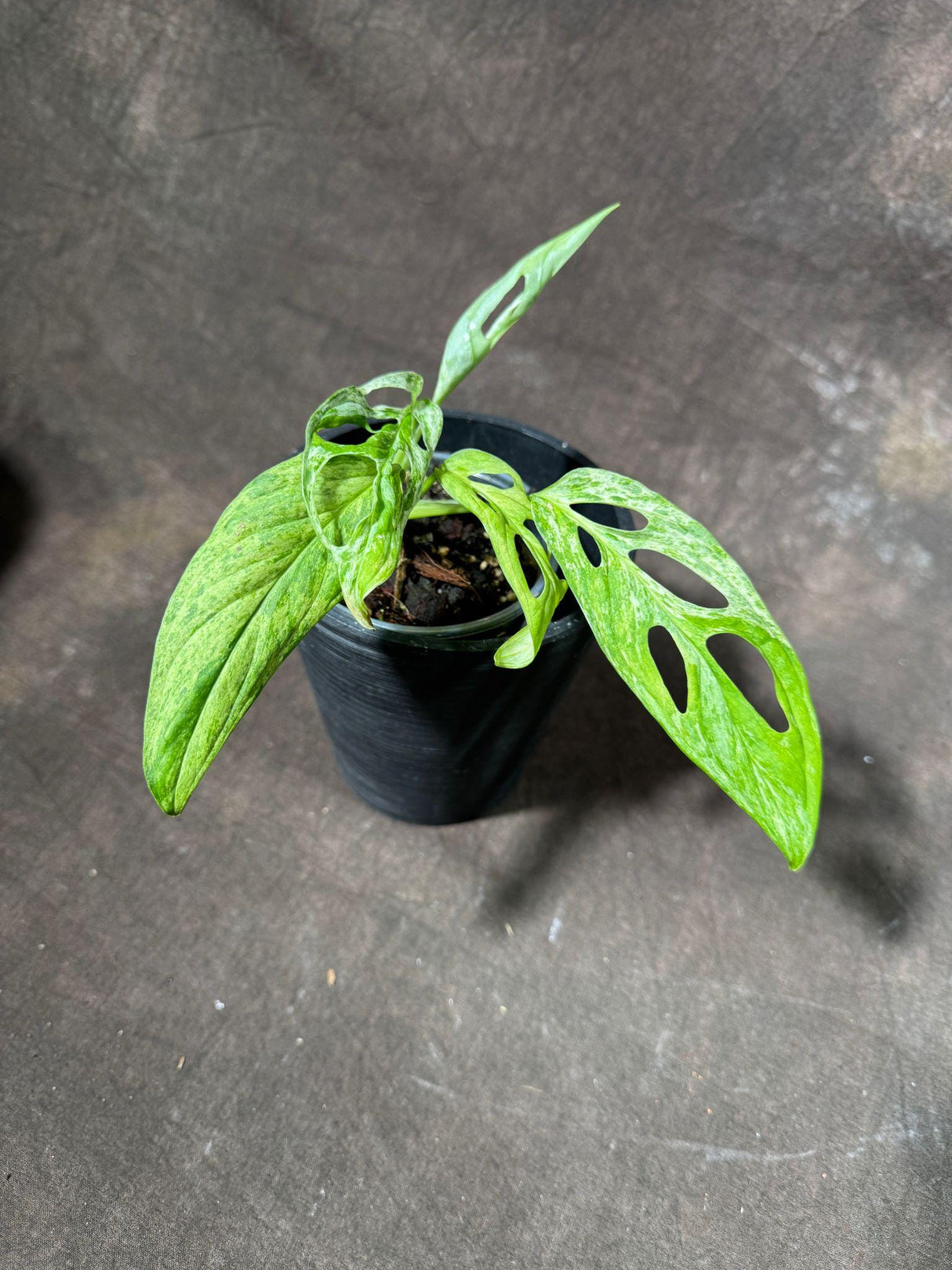 Variegated Monstera Acuminata Mottled Plant in a Nursery Pot - Rare Collector Indoor Plant - Live Plant - Exact same plant - US SELLER