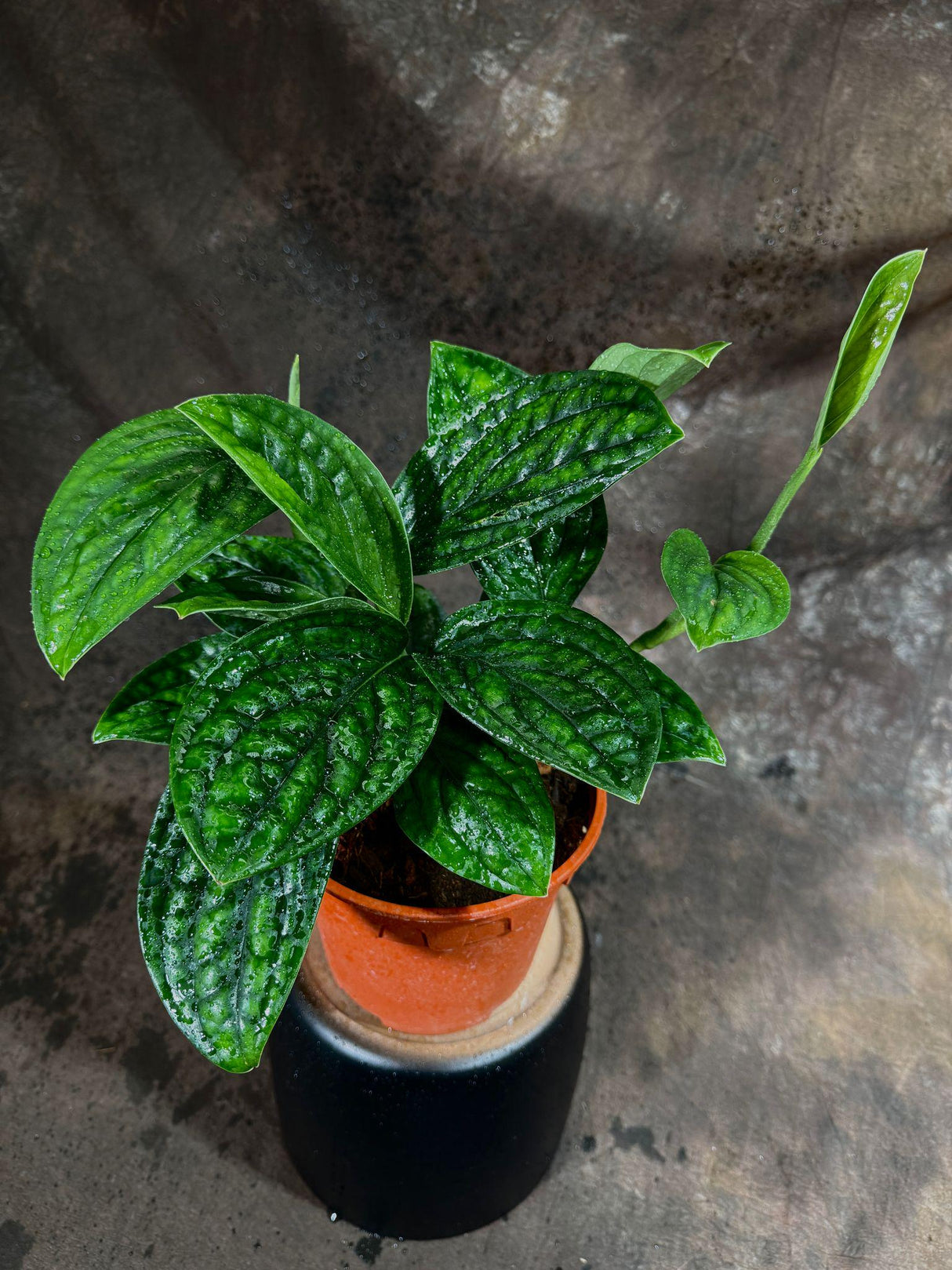 RARE Monstera Peru Plant in a 6" Nursery Pot - Low Maintenance Indoor Plants - Air Purifier Gift Houseplant